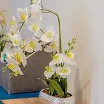 Sera's Place In My Lovely